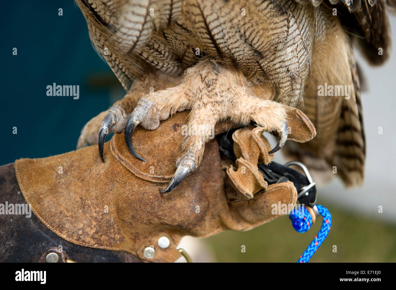 Close up of the talons of the Eurasian eagle owl held by a member of the South Eastern Raptors Association Stock Photo