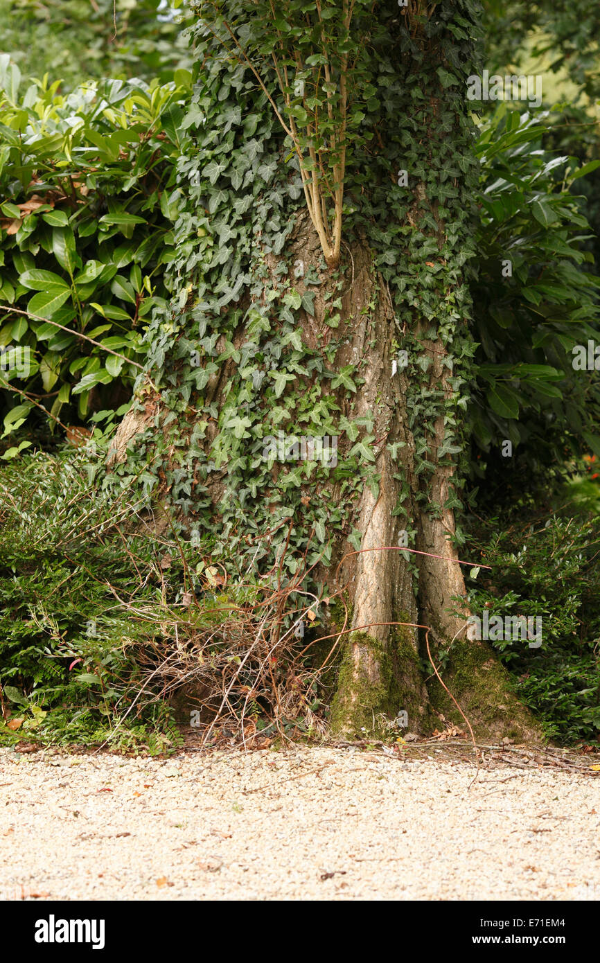 Tree climbing roots ivy hi-res stock photography and images - Alamy