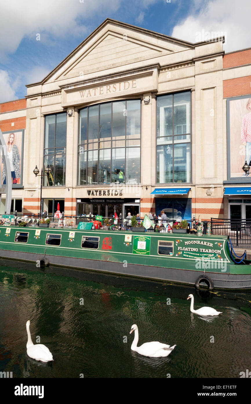 Swans on the River Witham in front of the Waterside Shopping Centre, Lincoln City centre, UK Stock Photo
