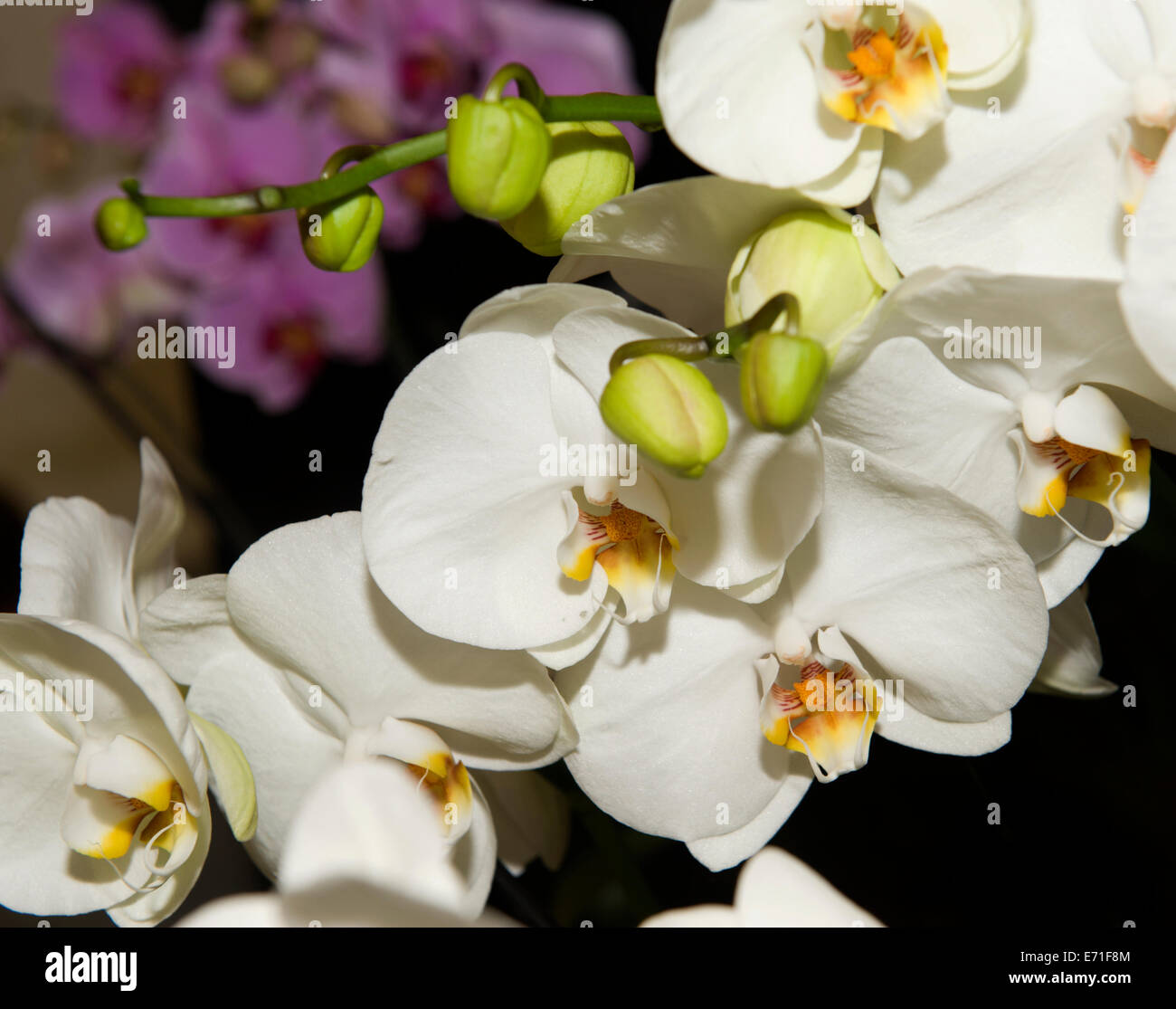 A striking image of  the flowering orchid Phalaenopsis Cool Breeze on display at the Edenbridge and Oxted Agricultural Show Stock Photo