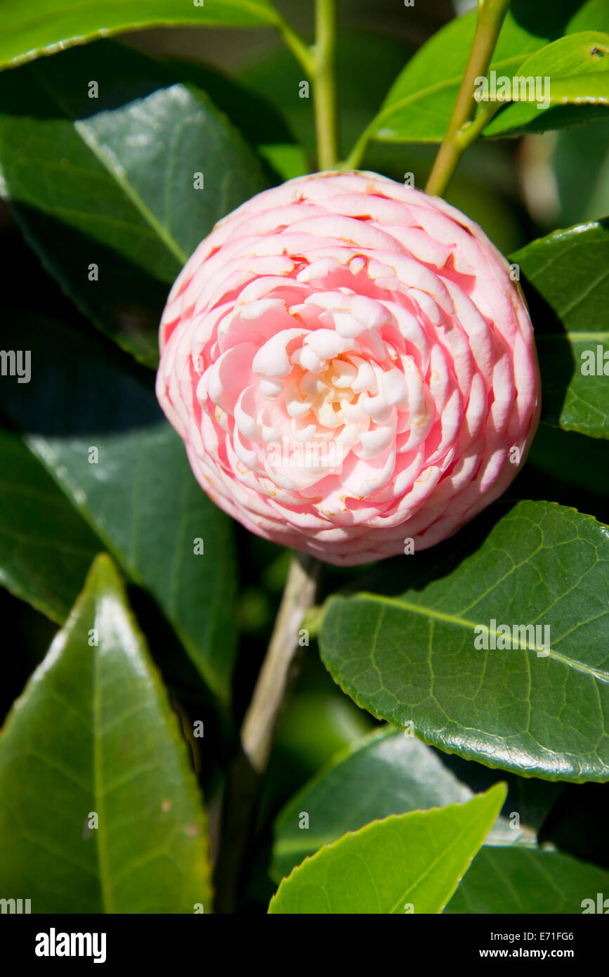 USA, Alabama, Theodore near Mobile. Historic Bellingrath Gardens and