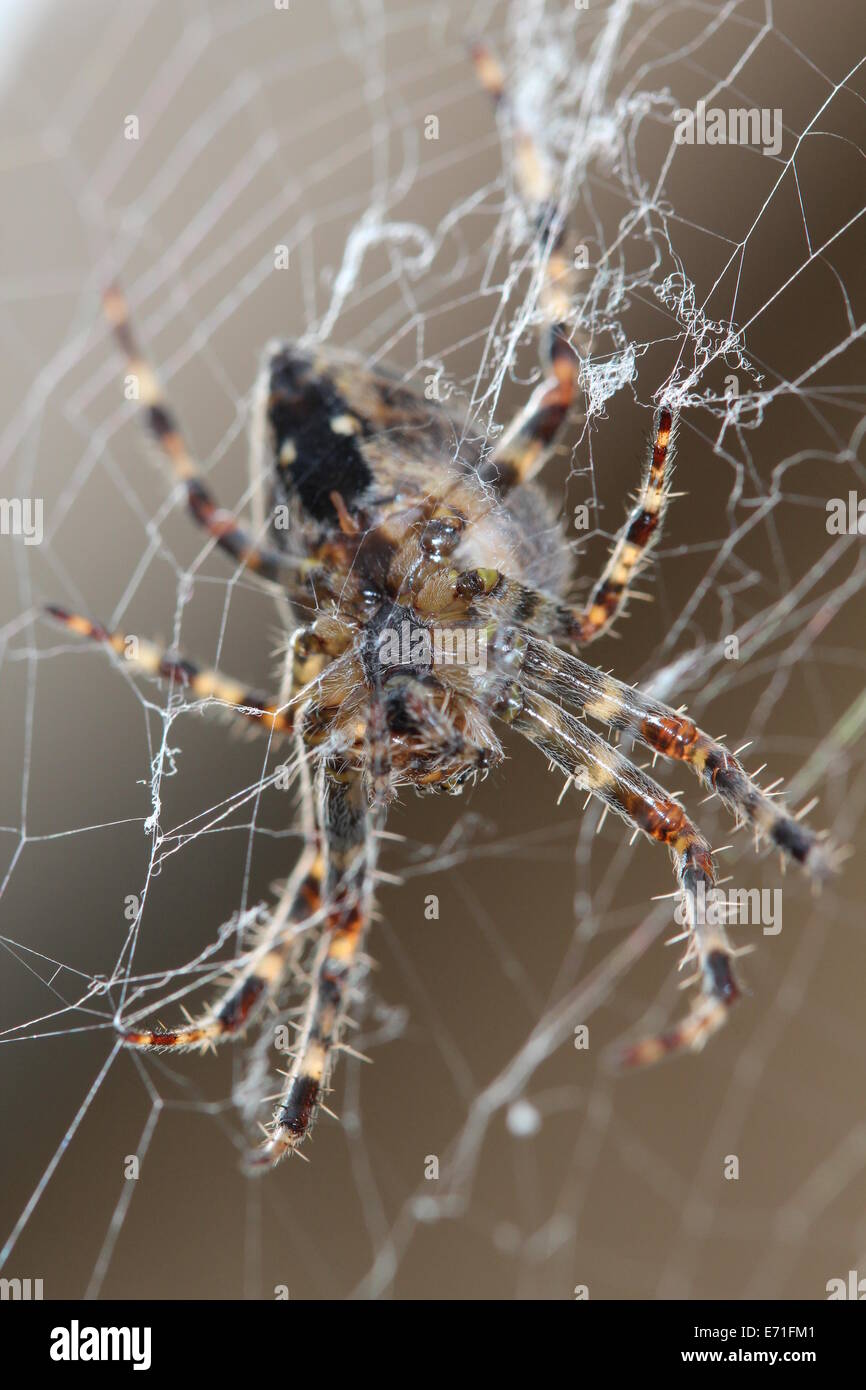Macro Photograph of a Spider Stock Photo