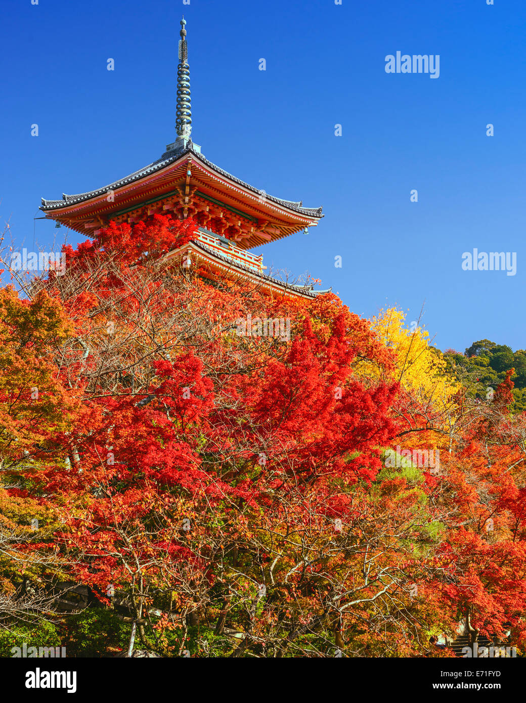 Kyoto, Japan at Kiyomizudera Temple in the autumn season. Stock Photo