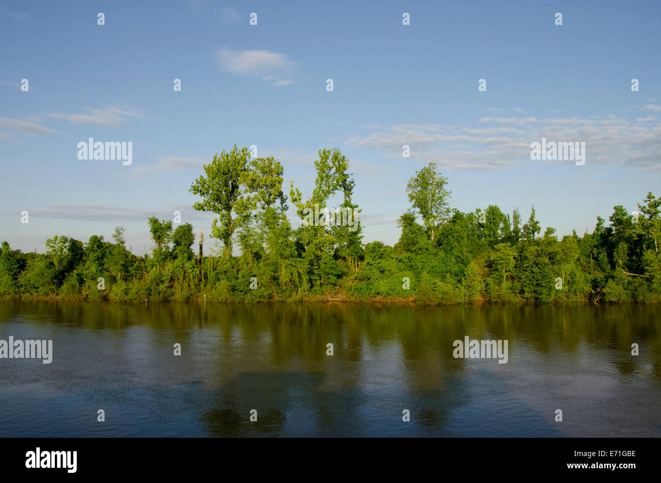 USA, Alabama, Tombigbee River. Typical riverbank view of the Tombigbee