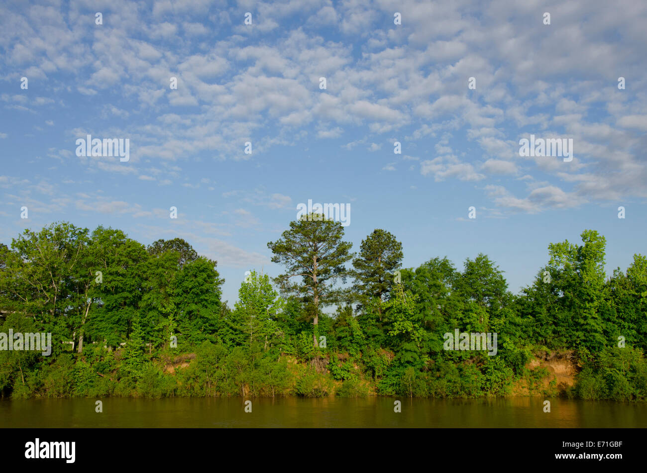 USA, Alabama, Tombigbee River. Typical riverbank view of the Tombigbee