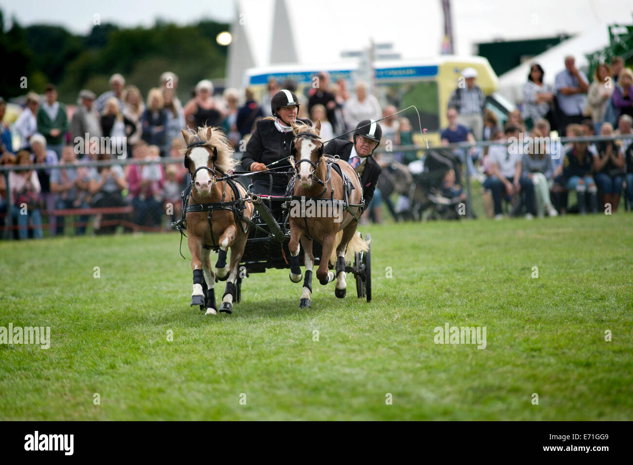 A determined competitor in the double harness scurry driving competition at the Edenbridge and Oxted Agricultural Show Stock Photo