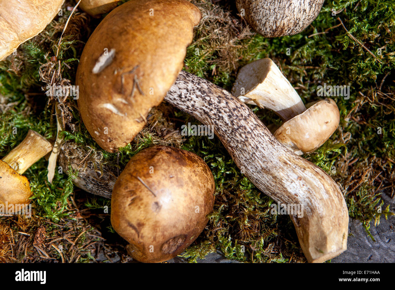 Still life of edible mushrooms on moss Stock Photo