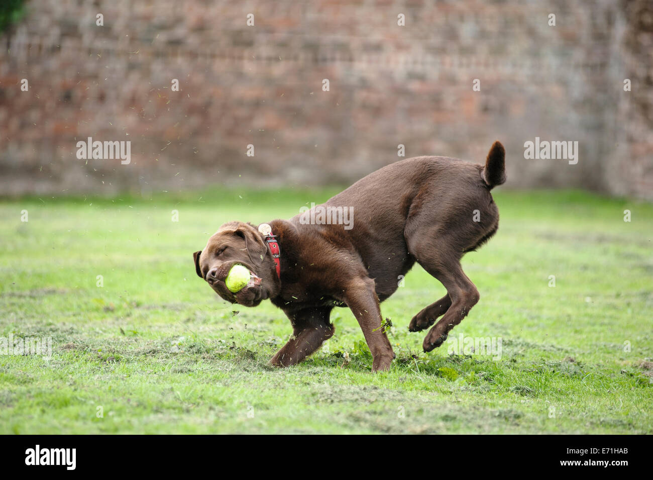 Action shot of brown dog catching tennis ball on green grass area Stock Photo Alamy