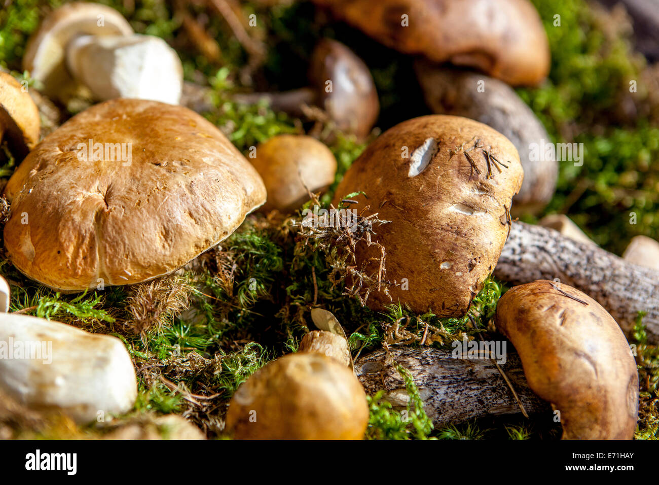 Still life of edible mushrooms on moss Stock Photo