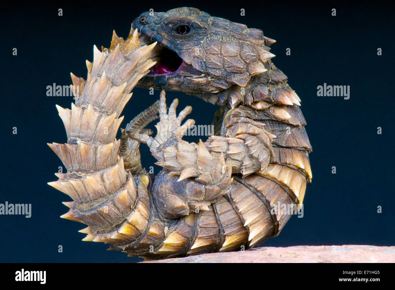 Armadillo lizard / Cordylus cataphractus Stock Photo