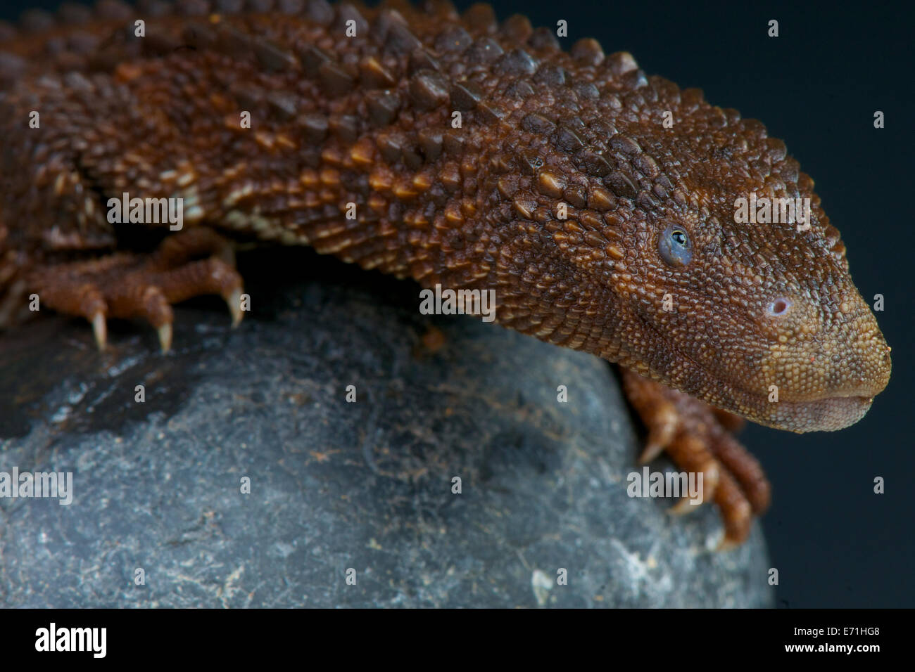 Earless monitor lizard / Lanthanotus borneensis Stock Photo Alamy