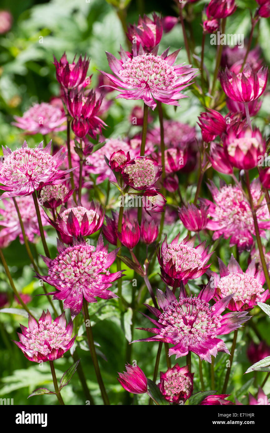 Spiky flowers of the masterwort, Astrantia major 'Roma' Stock Photo