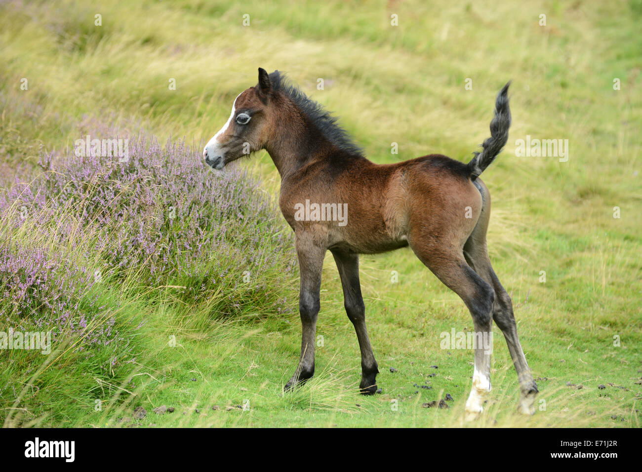 Wild pony ponies foal cute animal Long Mynd Shropshire british wildlife britain Uk Stock Photo