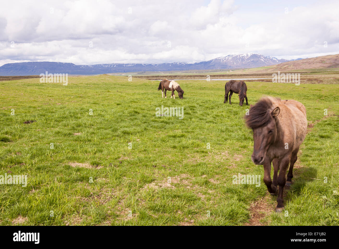 Icelandic horses grazing, near Reykjavik, Iceland Stock Photo Alamy