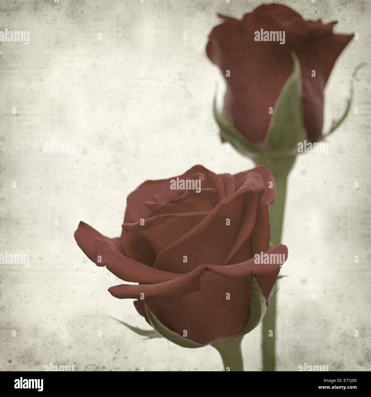 Rusty Paper Roses Backround textured old paper background with red rose Stock Photo - Alamy