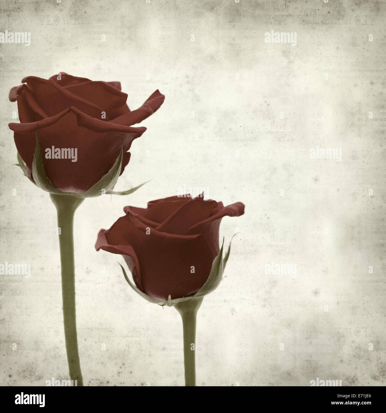 Rusty Paper Roses Backround textured old paper background with red rose Stock Photo - Alamy