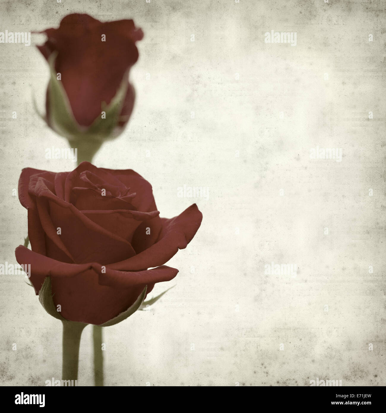 Rusty Paper Roses Backround textured old paper background with red rose Stock Photo - Alamy
