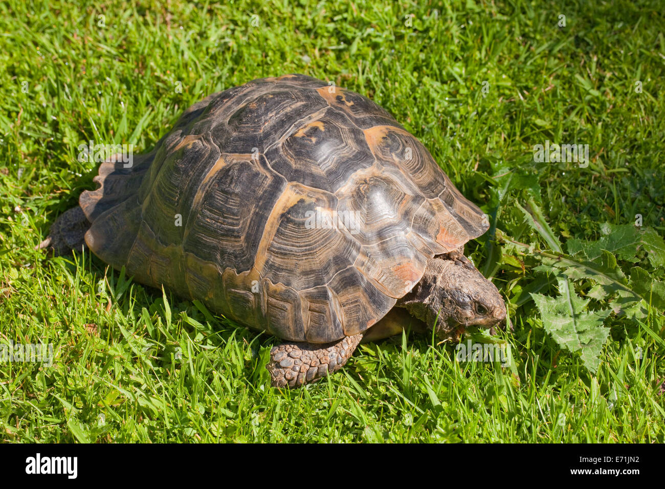 Mediterranean Spur-thighed Tortoise (Testudo graeca). Long term pet is ...