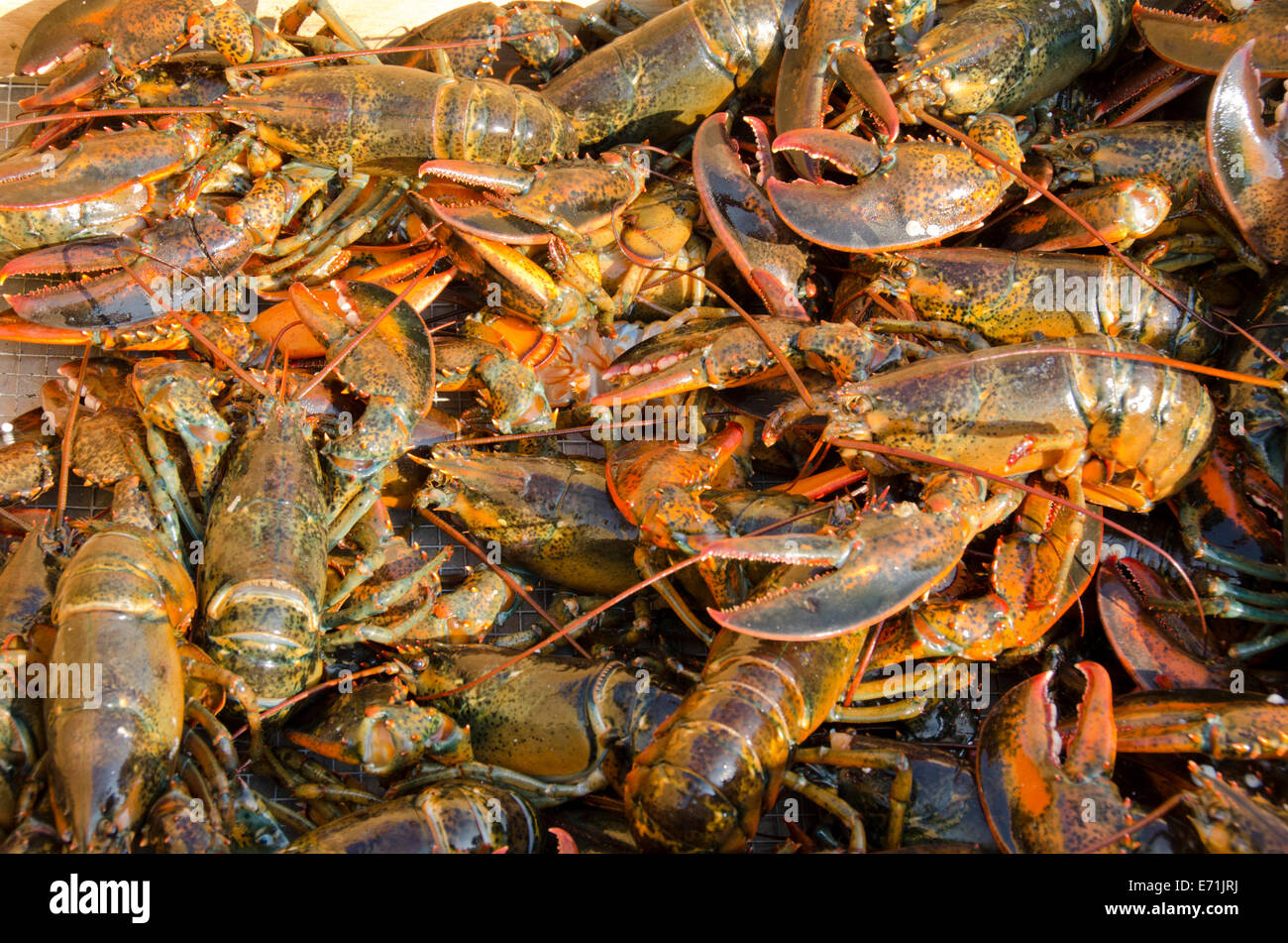 USA, Massachusetts, Martha's Vineyard, Vineyard Haven. Traditional New