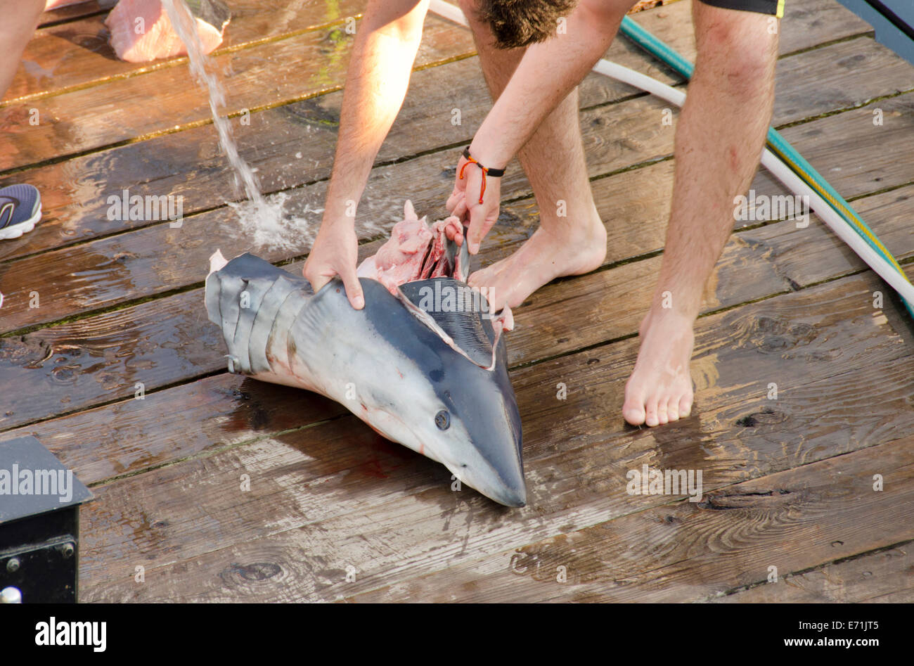 USA, Massachusetts, Martha's Vineyard. Shark fishing, shortfin mako, (Isurus oxyrinchus) cleaning head on dock. Stock Photo