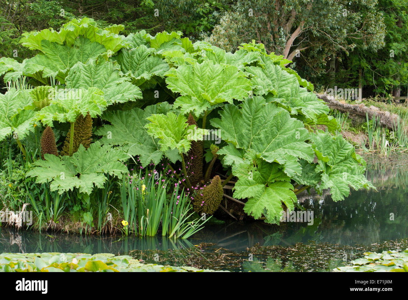 Giant leaves of the moisture loving Gunnera manicata Stock Photo