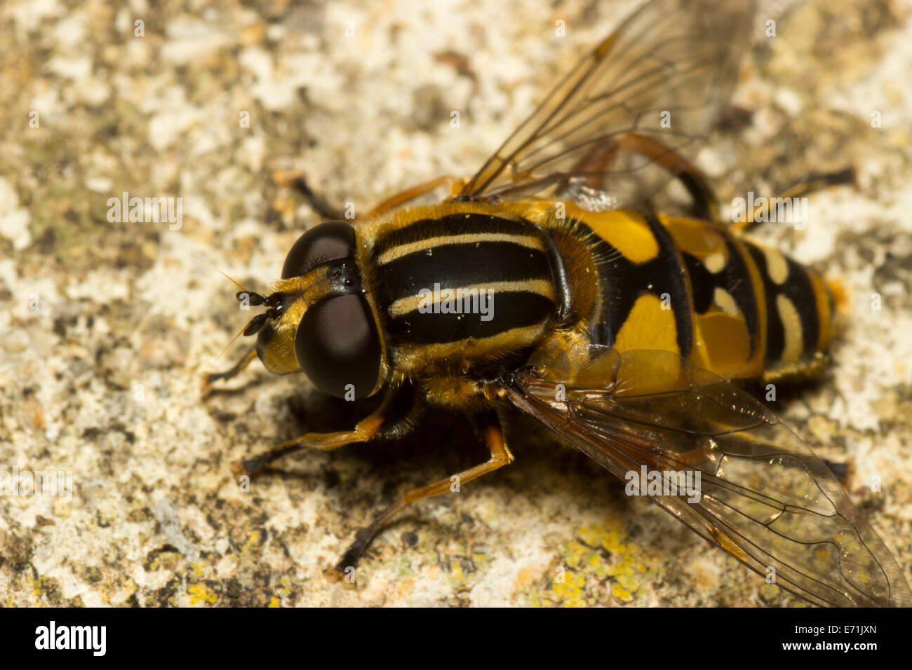 Female Helophilus pendulus hoverfly Stock Photo