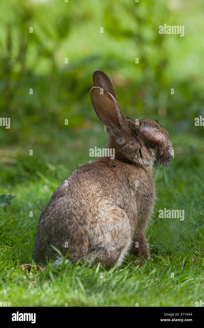 European Rabbit (Oryctolagus cuniculus). Suffering from myxomatosis. A