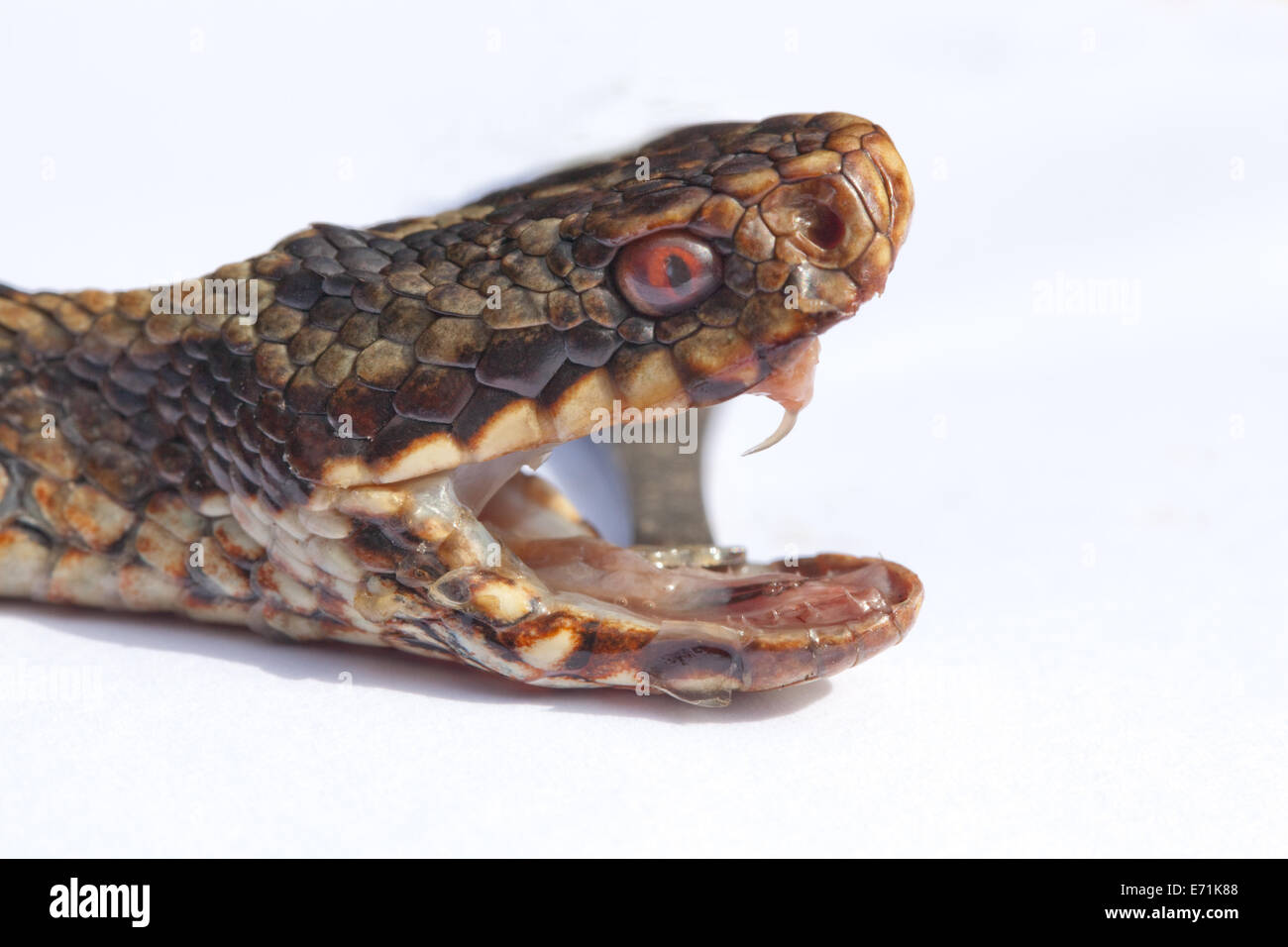 Adder or Northern Viper (Vipera berus). Head of snake with jaws held open by forceps; revealing teeth including right fang. Stock Photo