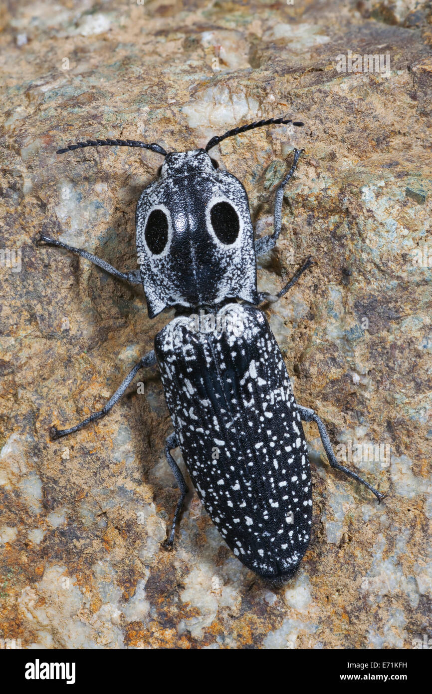 Alaus oculatus is a species of click beetle. It is found in Central and North America. Stock Photo