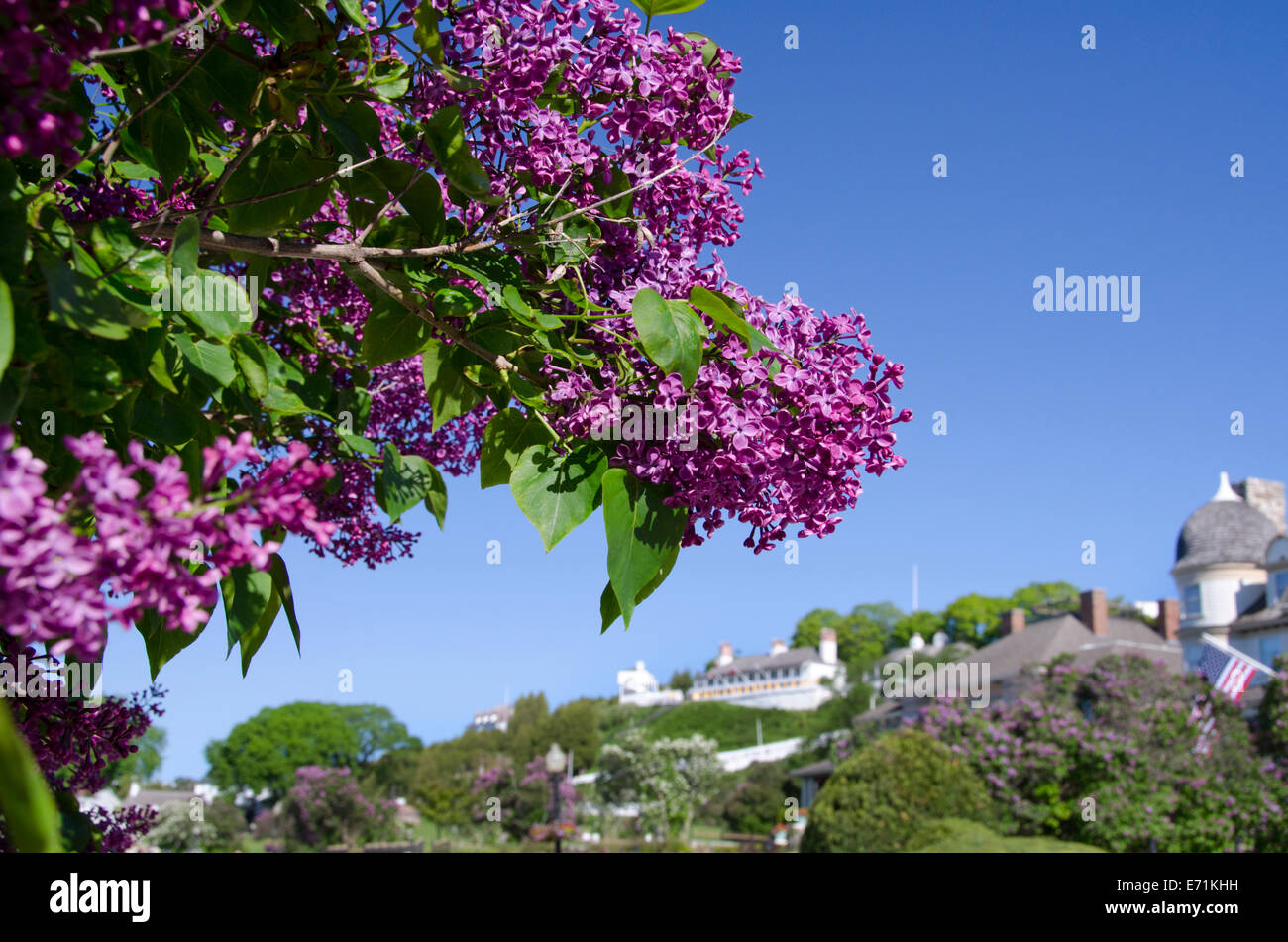 USA, Michigan, Mackinac Island. Blooming lilac tree with historic Fort