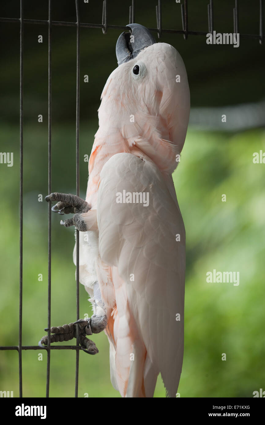 Moluccan or Salmon-crested Cockatoo (Cacatua moluccensis).Using bill or beak mandibles to climb. Note zygodactyl feet. Stock Photo