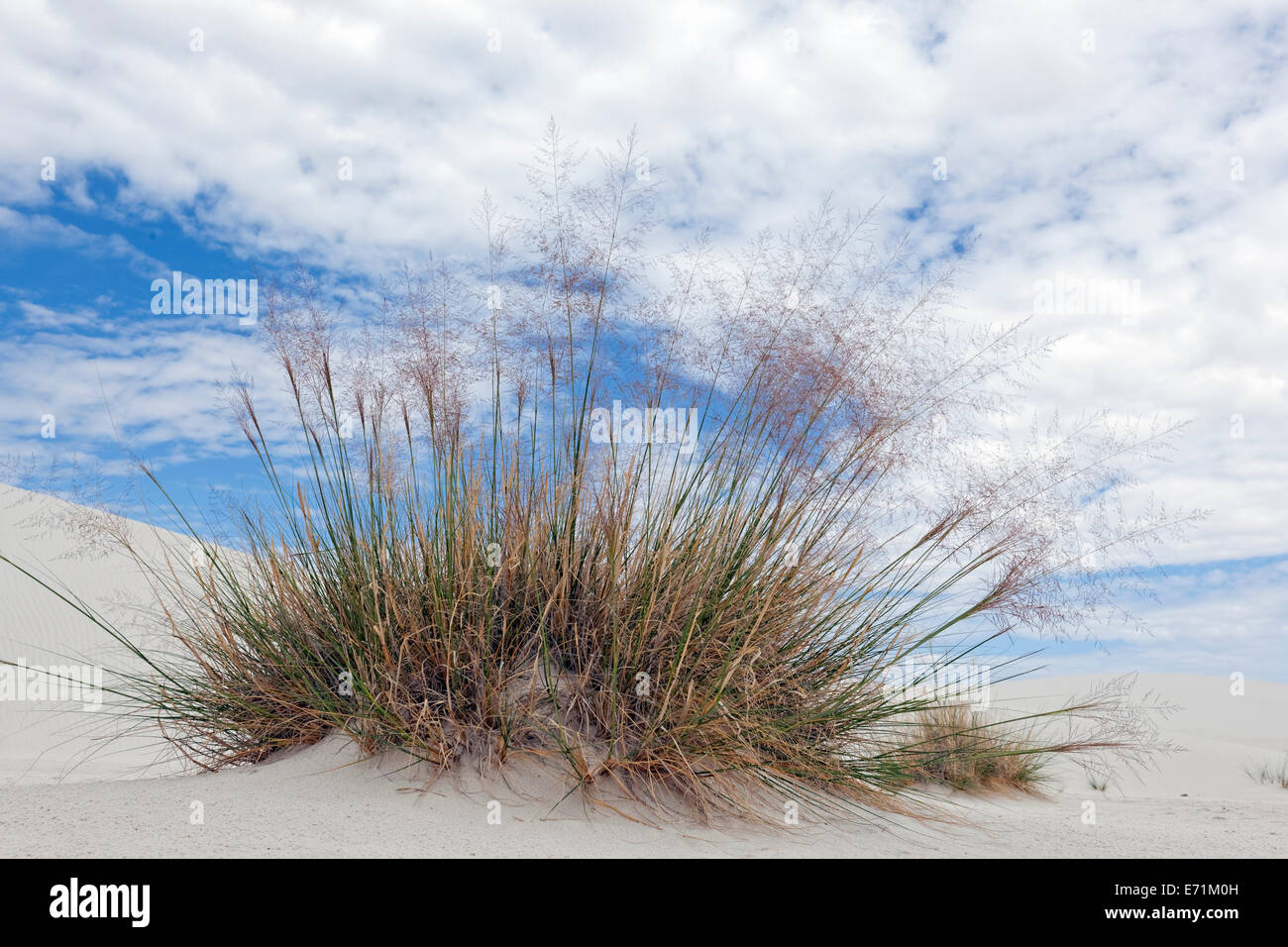 Seeding Desert Grasses - White Sands National Monument, NM Stock Photo