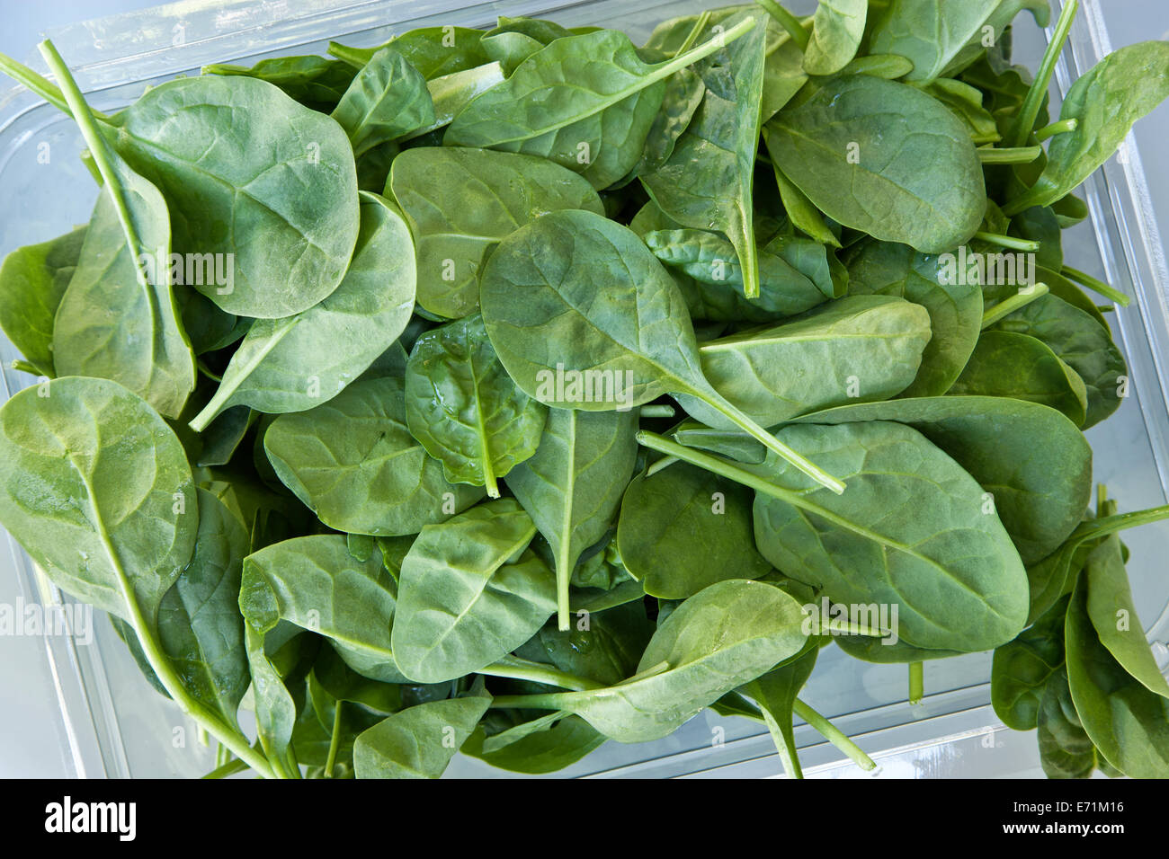 Fresh spinach leaves in packing tray. Stock Photo