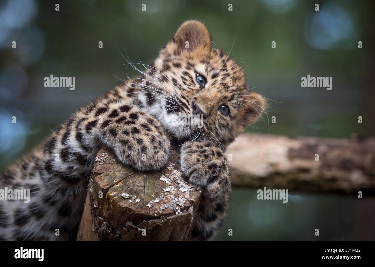 Female Amur leopard cub looking cute Stock Photo