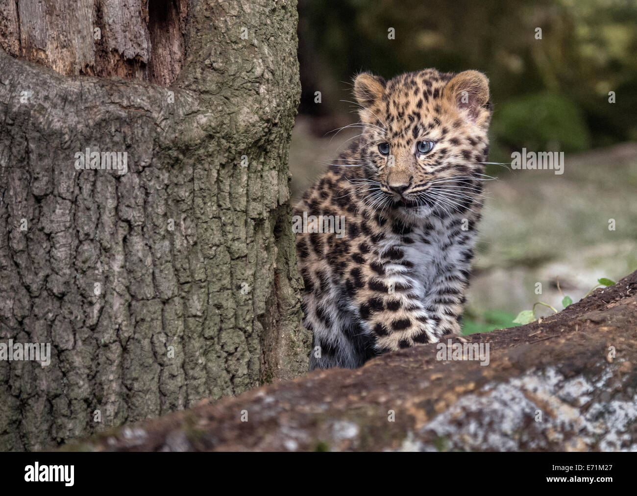 Female Amur leopard cub standing on tree Stock Photo - Alamy