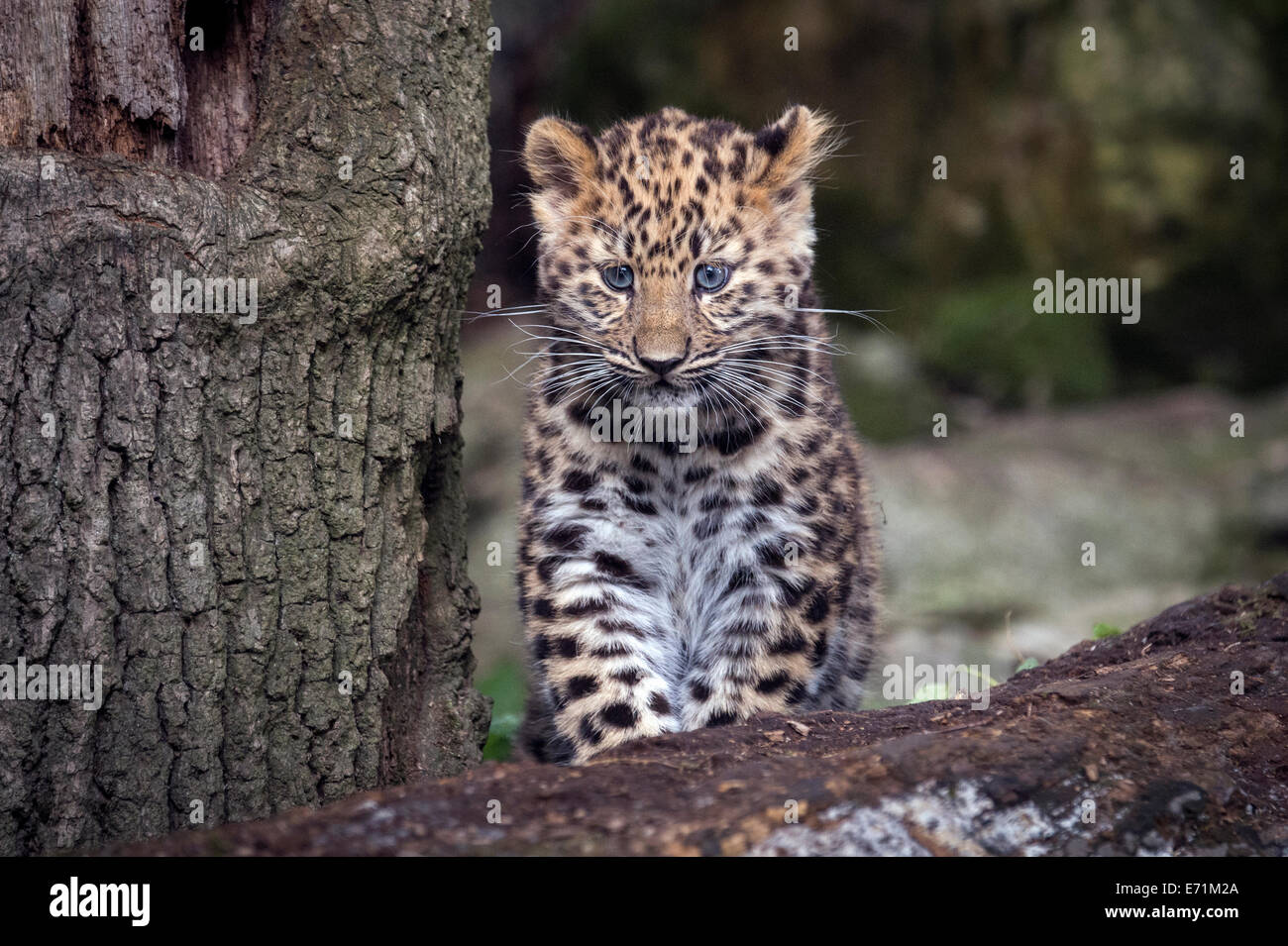 Female Amur leopard cub standing on tree Stock Photo