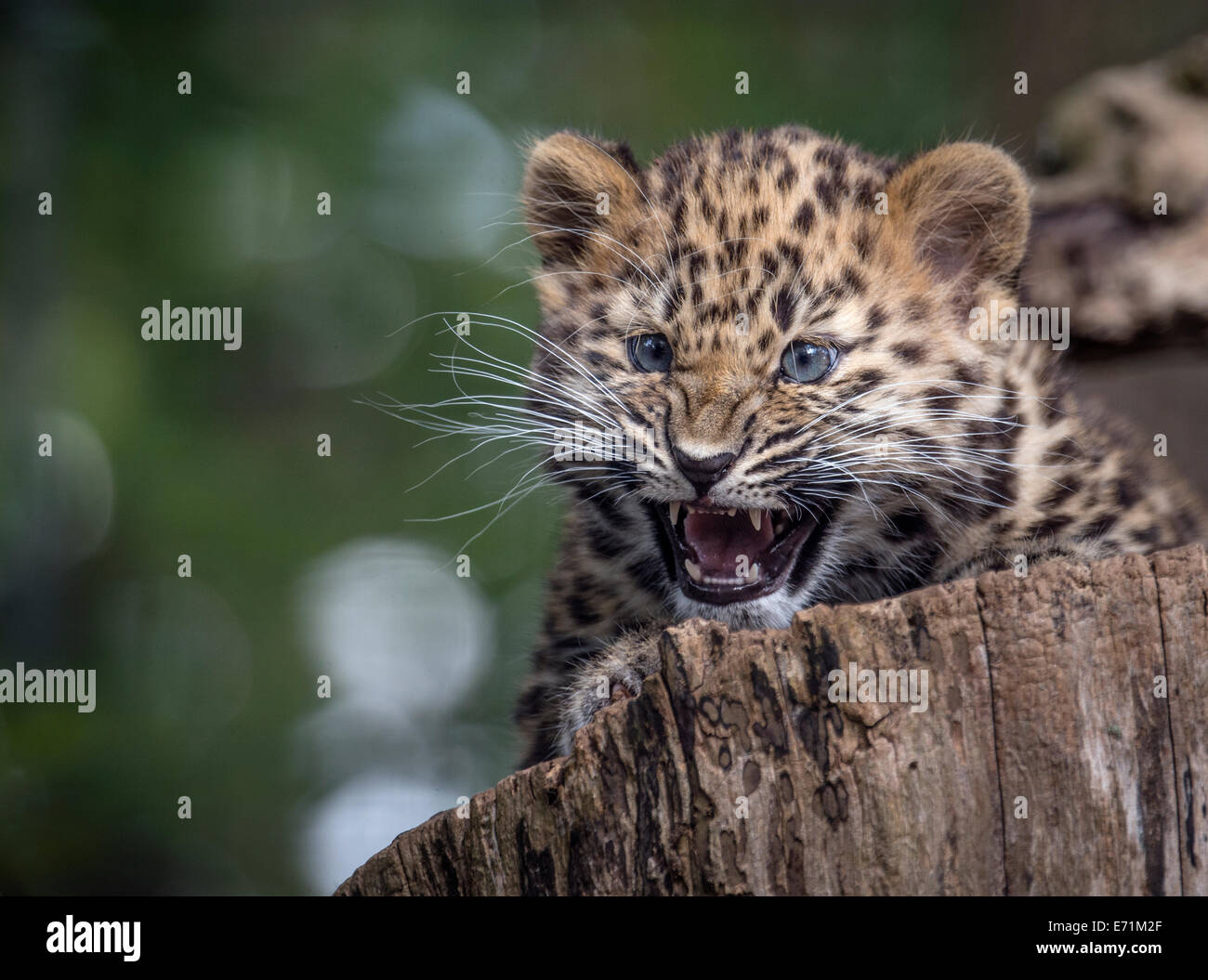Female Amur leopard cub snarling Stock Photo - Alamy
