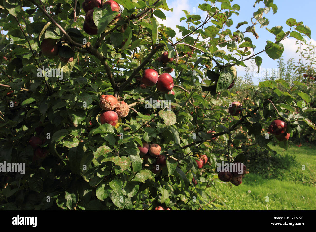 Apple farm, Archard, apple on the tree, Norfolk, UK Stock Photo