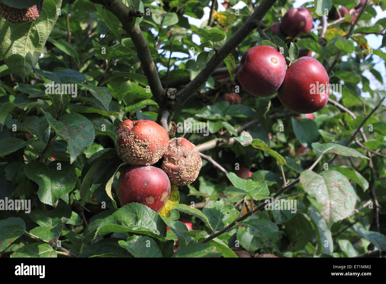 Apple farm, Archard, apple on the tree, Norfolk, UK Stock Photo
