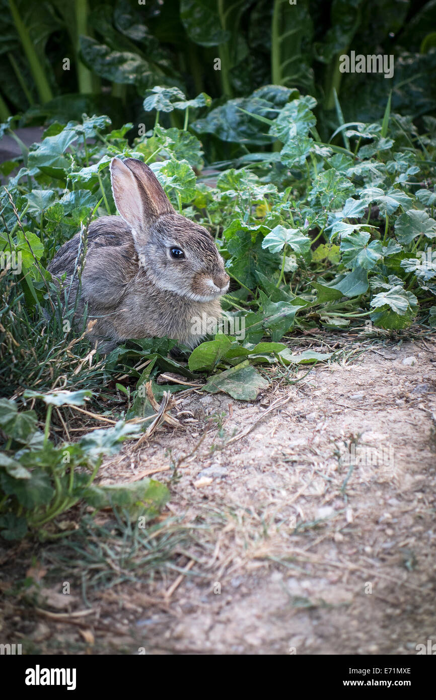 wild rabbit in the vegetable garden Stock Photo Alamy