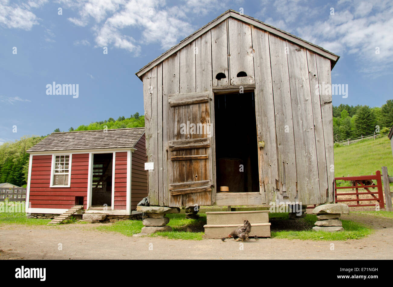 USA, New York, Cooperstown, Farmers' Museum. Open-air museum. Chicken with chicks in front of Brooks Barn. Stock Photo