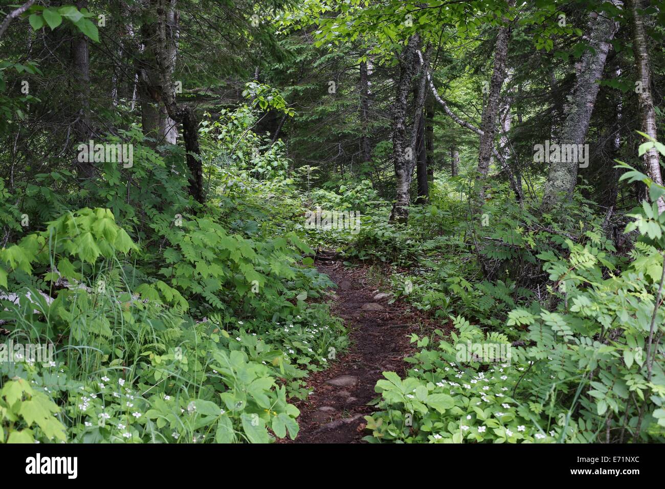 A hiking trail on Isle Royale National Park in summer. Stock Photo