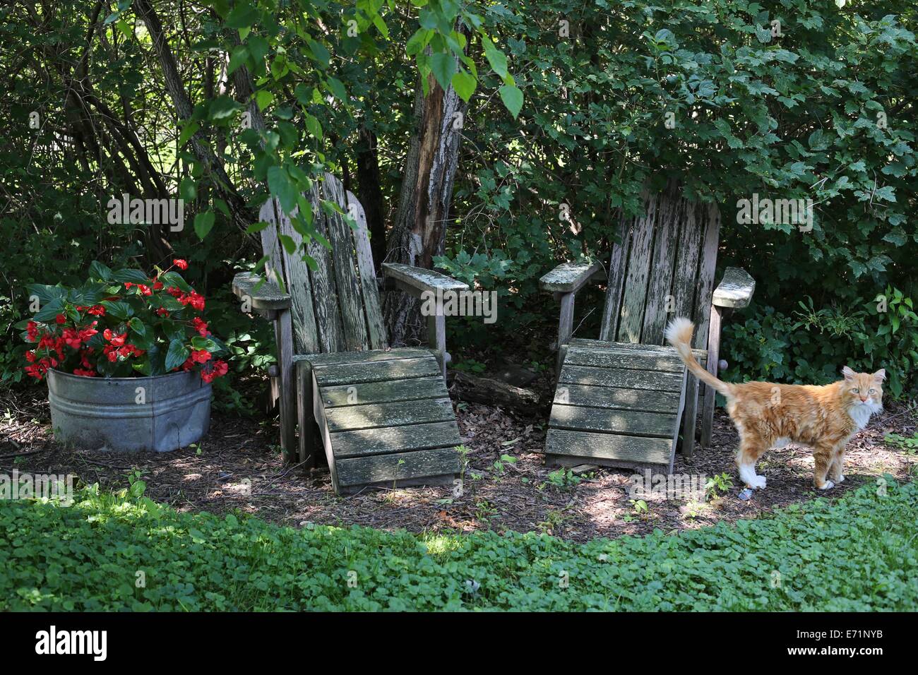 A yellow cat standing next to two old wooden chairs in the shade. Stock Photo