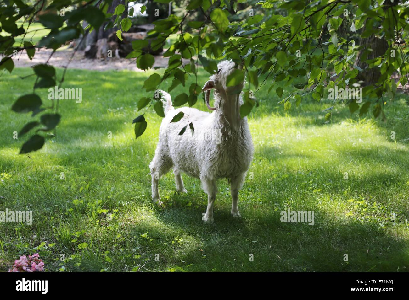 A goat chewing on leaves on a tree. Stock Photo