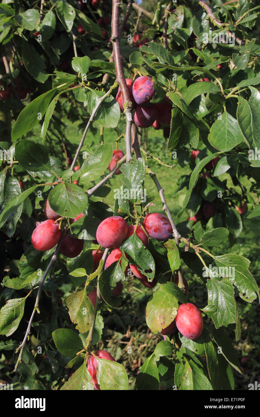 Victoria plum tree hires stock photography and images Alamy