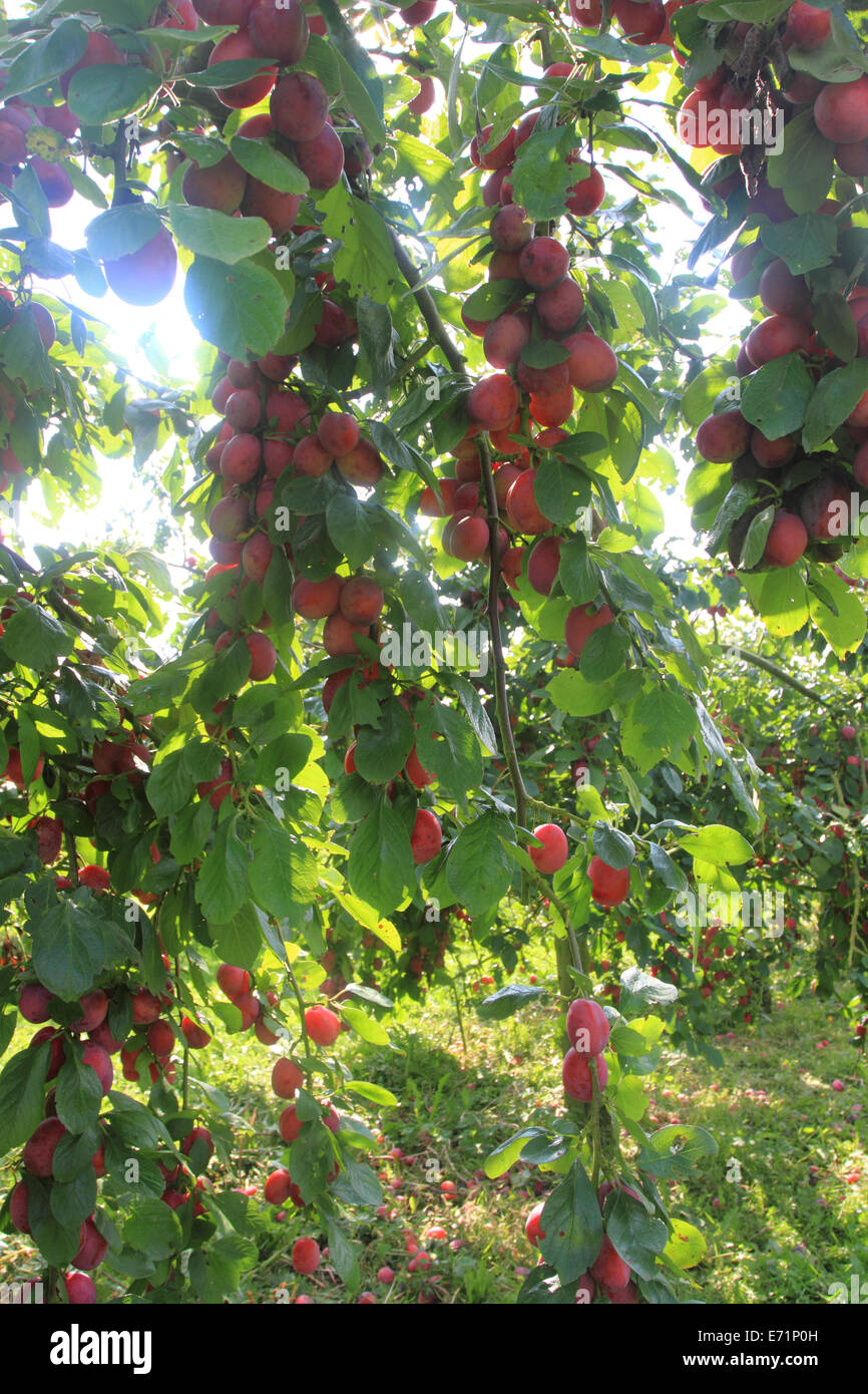 Victoria plum tree hires stock photography and images Alamy