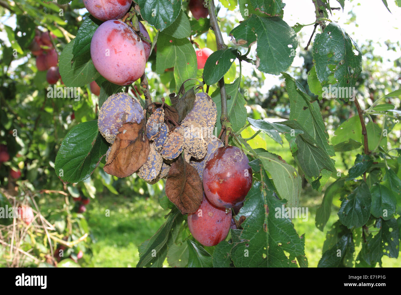 Rotten plum hires stock photography and images Alamy