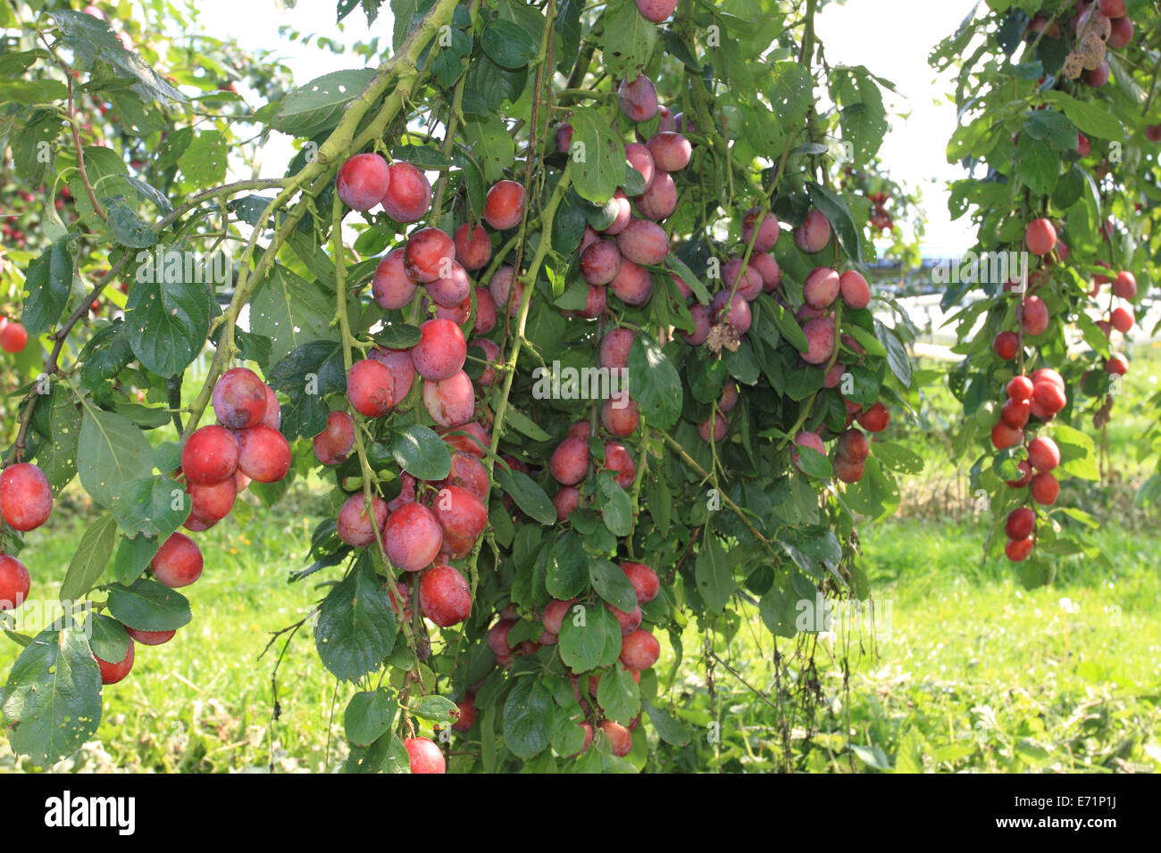 victoria plum on tree at pick your own,Norwich PYO farm, Norwich,Norfolk,UK Stock Photo Alamy