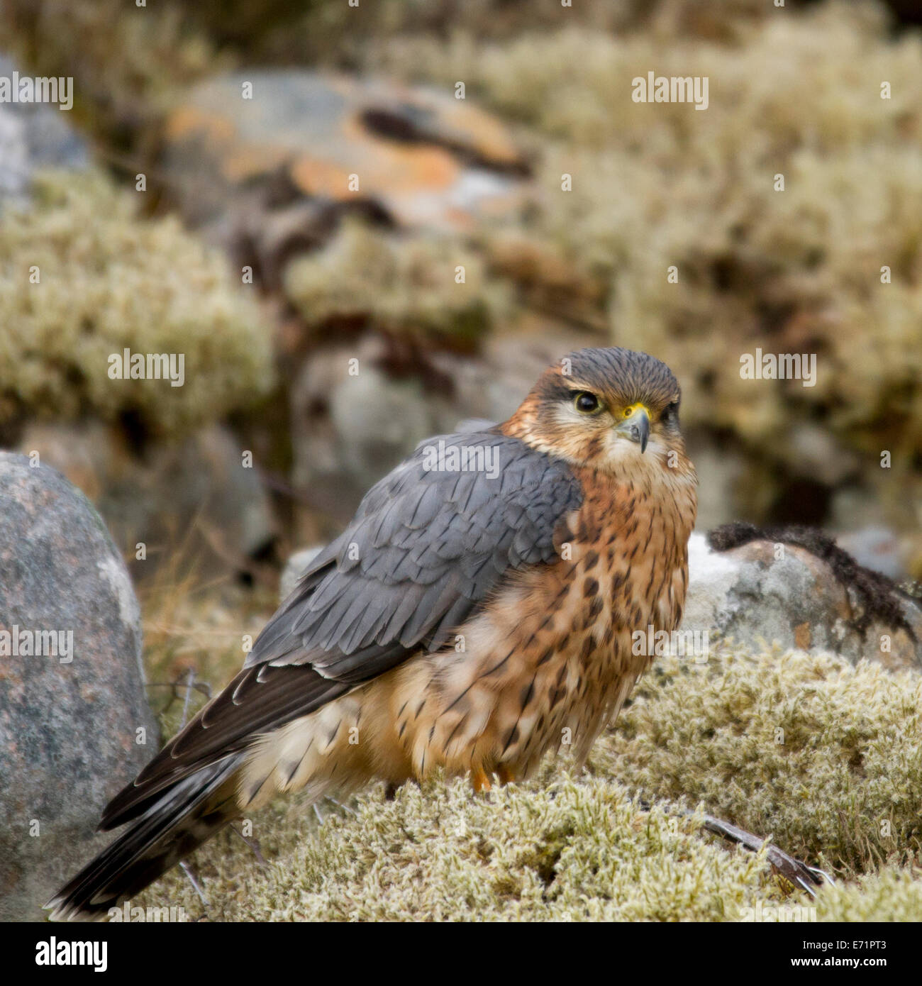 Merlin bird hi-res stock photography and images - Alamy