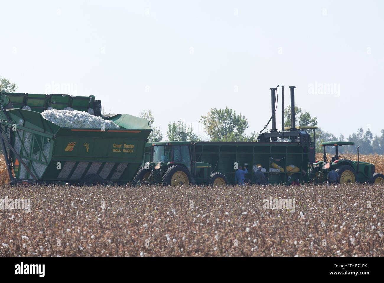 Cotton harvest - Central California farmland, USA Stock Photo